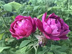 'Commandant Beaurepaire' (Moreau-Robert, 1864)