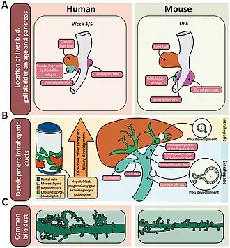 Links boven: Craniale en caudale leverknoppen bij een embryo van de mens en de dorsale en ventrale alvleesklierknoppen (pancreas)