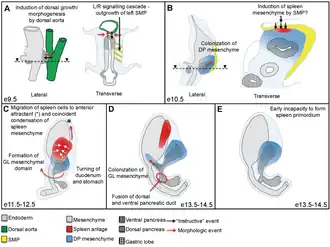 De ontwikkeling van de dorsale pancreasregio is afhankelijk van opeenvolgende interactie met aangrenzende weefsels. Spleen: milt. GL: maaglob.