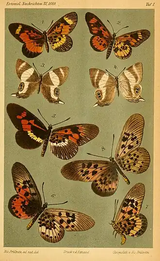 Telchinia buschbecki