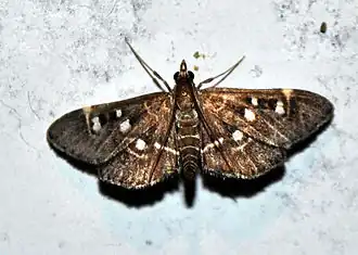 Diathrausta