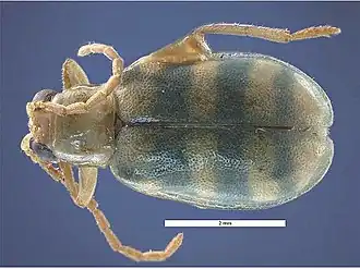 Diabrotica balteata