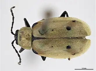 Diabrotica decempunctata