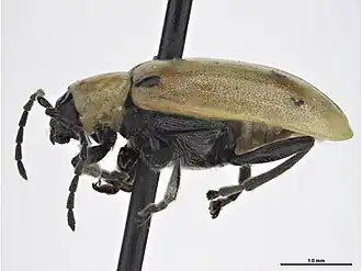 Diabrotica decempunctata