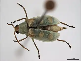 Diabrotica viridula