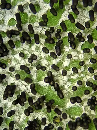 Witpootglinsterkopje