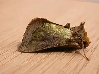 Diachrysia stenochrysis