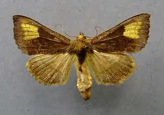 Diachrysia chryson Grote koperuil