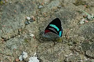 Diaethria neglecta