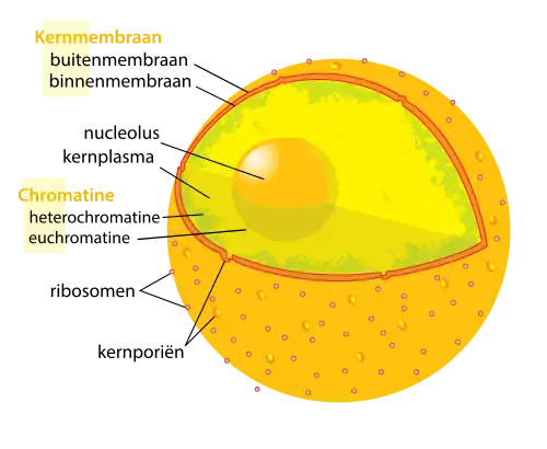 Eukaryotische celkern. Zichtbaar in dit diagram zijn de ribosoomrijke dubbele halflagen van de kernmembraan, het DNA (opgevouwen als chromatine) en de nucleolus.