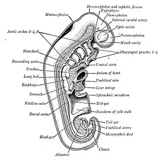 Schematische reconstructie van een 4,2 mm groot menselijk embryo, gezien vanaf de rechterkant. X25. (22-28 dagen oud vanaf de bevruchting)