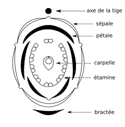 Bloemdiagram erwt, mediaan zygomorf