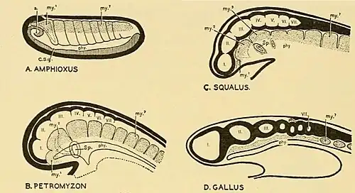 Neuromeren bij verschillende soorten