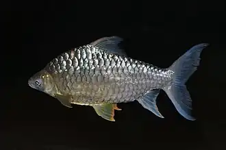 Hypsibarbus pierrei in het aquarium