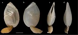 Dianajonesia amygdalum