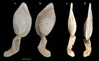 Dianajonesia excavatum