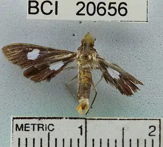 Diaphania exclusalis