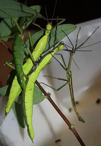 Diapherodes venustula