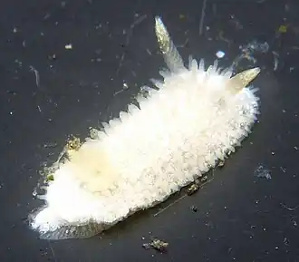 Diaphorodoris lirulatocauda