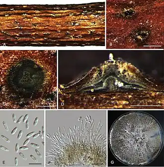 Gewoon uitbreekkogeltje