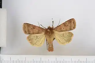 Diarsia florida