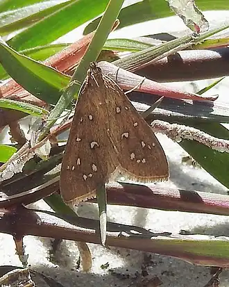 Diastictis argyralis