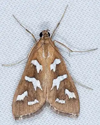 Diastictis fracturalis