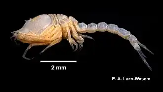 Diastylis quadrispinosa