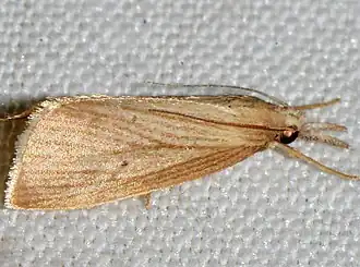 Diatraea evanescens