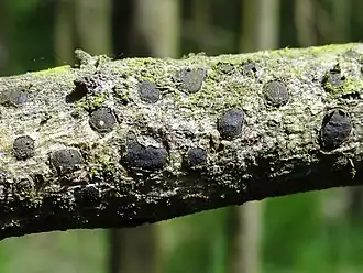 Wilgenschorsschijfje