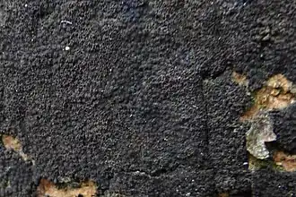 Korstvormig schorsschijfje