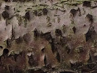 Berkenschorsschijfje