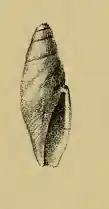 Diaugasma epicharta