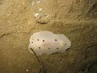 Diaulula sandiegensis