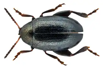 Zwarte gaffelaardvlo