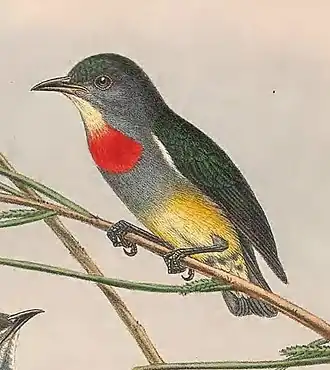 Salomonshoningvogel