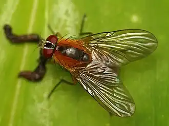 Dichaetomyia