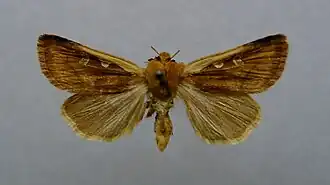 Ochropleura juldussi