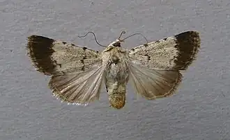 Dichagyris melanura