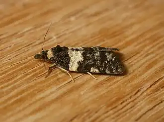 Arotrophora chionaula