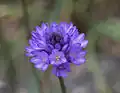 Dichelostemma congestum