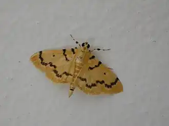 Dichocrocis clytusalis