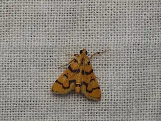 Dichocrocis erixantha