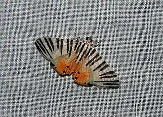 Dichocrocis zebralis