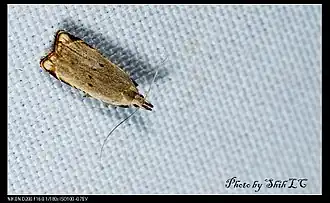 Dichomeris autometra