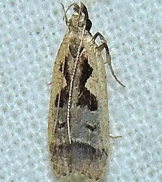 Dichomeris bilobella