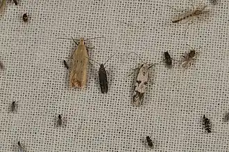 Dichomeris cirrhostola