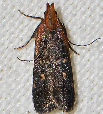 Dichomeris costarufoella