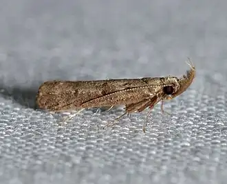 Dichomeris inversella