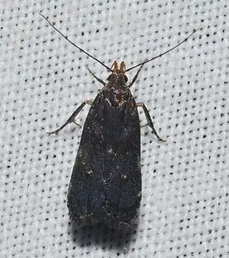 Dichomeris juncidella